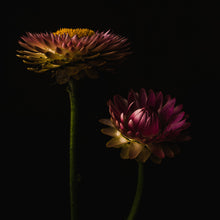 Load image into Gallery viewer, everlasting