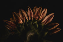 Load image into Gallery viewer, finding beauty