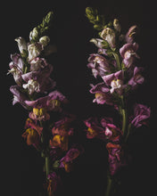 Load image into Gallery viewer, dragons guard the zoo