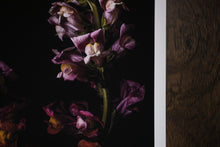 Load image into Gallery viewer, dragons guard the zoo