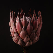 Load image into Gallery viewer, if we all wore crowns...